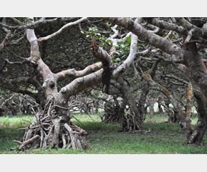 Cashew farmland in Ghana