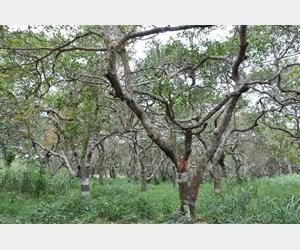 Cashew market intelligence