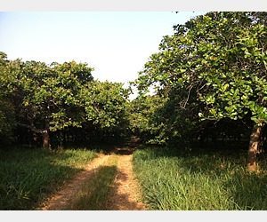 Cashew farm operations in Ghana