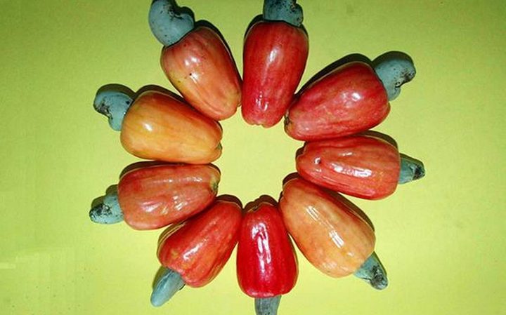 ICBC media image - Raw Cashew Nuts — 2023