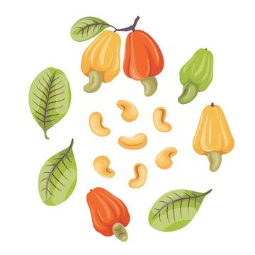 ICBC media image - Raw Cashew Nuts — 2023