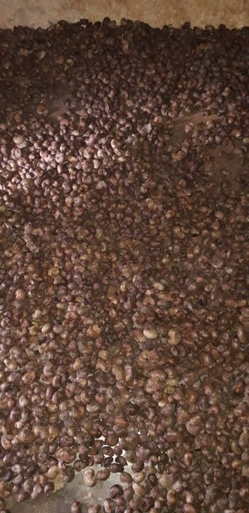 ICBC media image - Raw Cashew Nuts — 2023