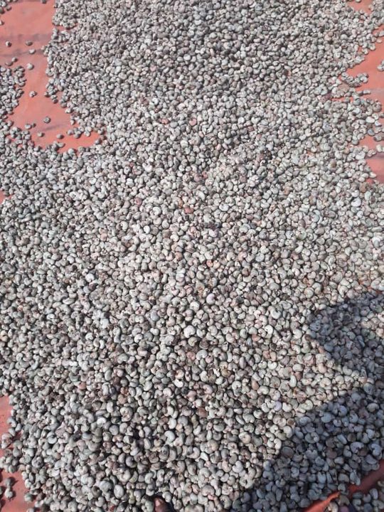 ICBC media image - Raw Cashew Nuts — 2023