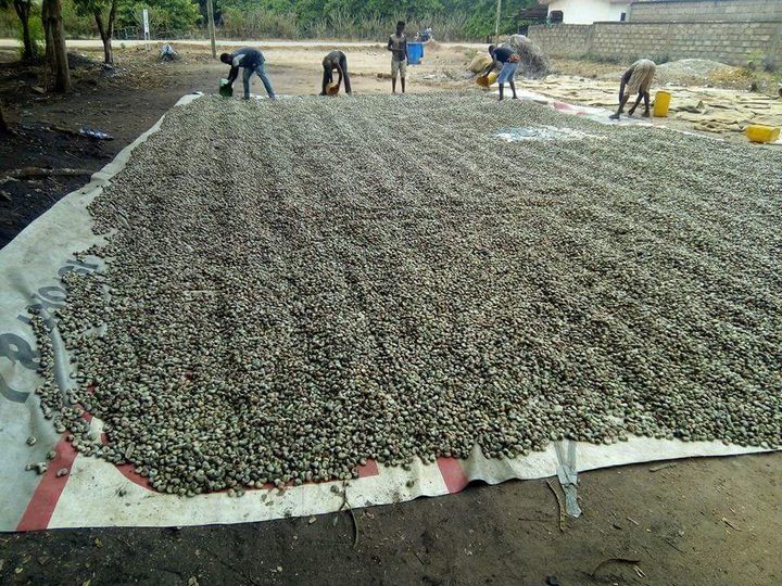 ICBC media image - Raw Cashew Nuts — 2023