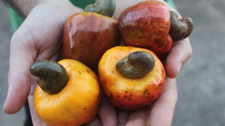 ICBC media image - Raw Cashew Nuts — 2023