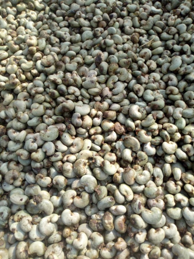 Raw Cashew Nuts