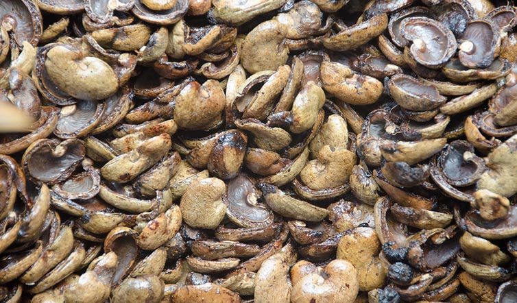 Cashew shell uses